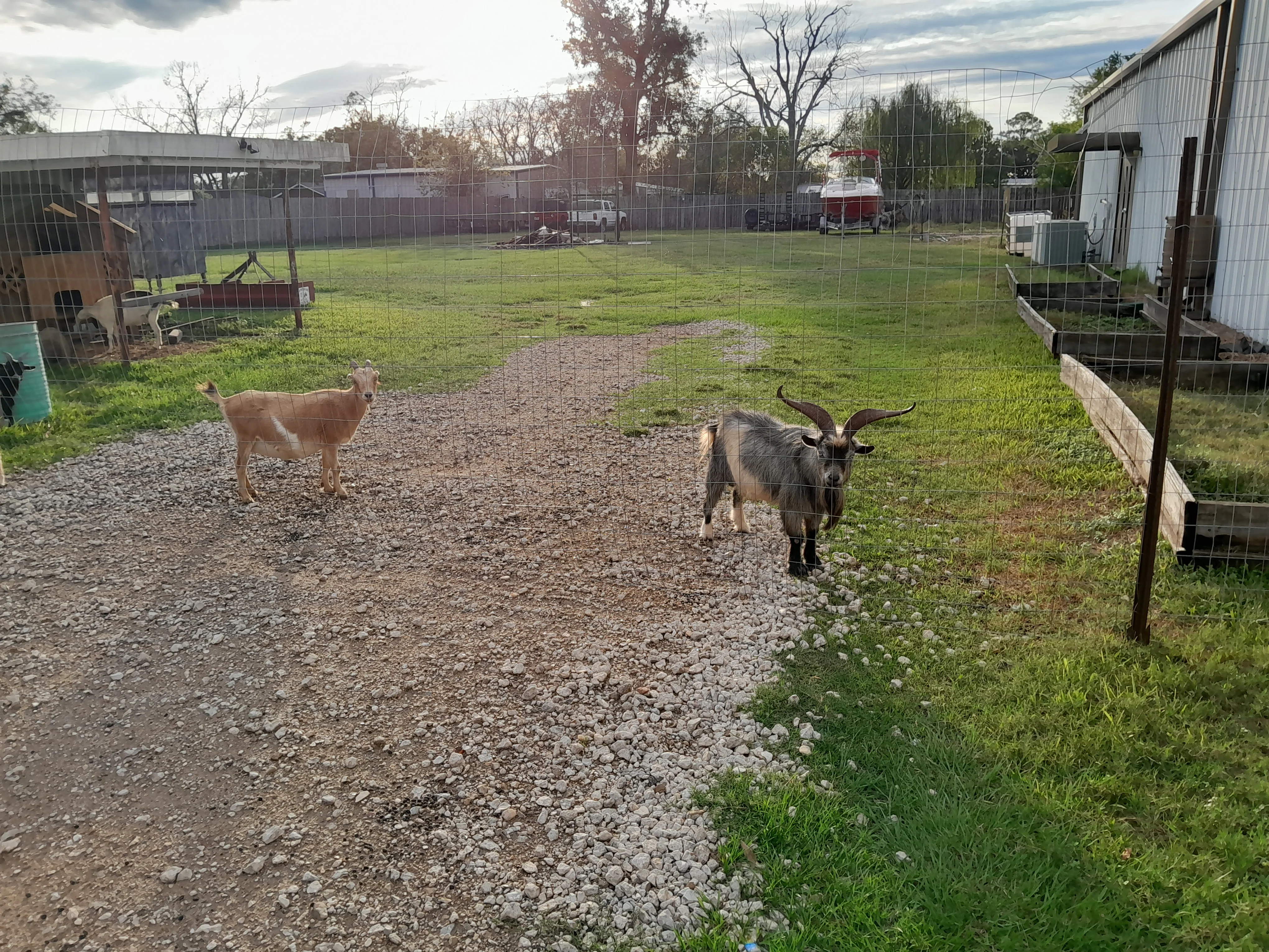 Two rescue goats grazing along the pasture fence line during animal sanctuary stewardship in Channelview, Texas