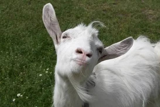 Smiling inquisitive white goat tilting its head with a playful expression in pasture grass