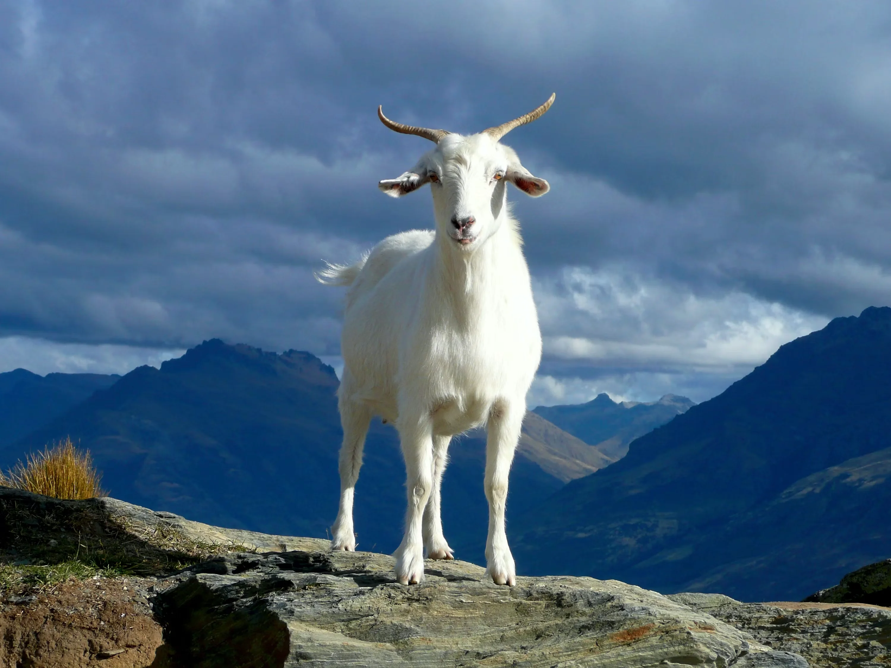 Majestic white goat perched atop rocky pasture overlook symbolizing resilience
