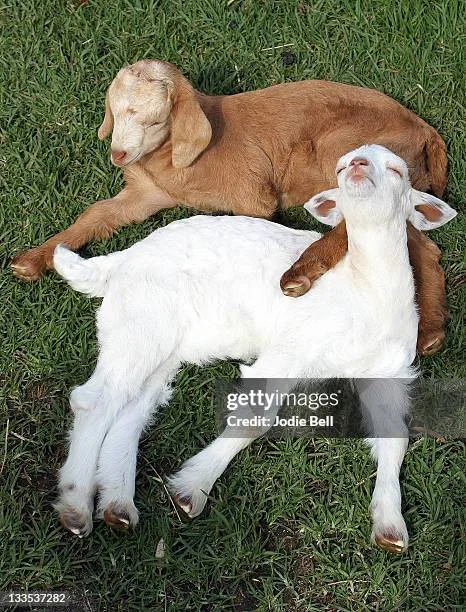 Two newborn baby goat kids resting peacefully side-by-side in sunny pasture grass